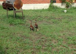 Officer Saldana helped some ducks cross the road on September 8, 2013